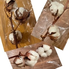 綿の木 茶色と白 の画像