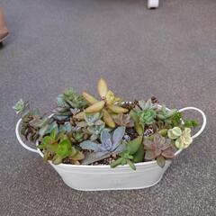 多肉植物の寄植え(　2点　)の画像