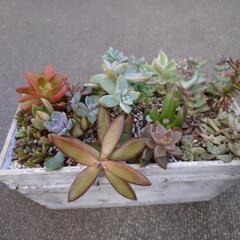 多肉植物の寄植え(　2点　)
