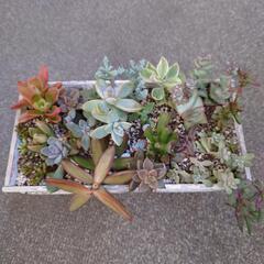 多肉植物の寄植え(　2点　)の画像