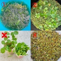 【近日処分】餌用水草03