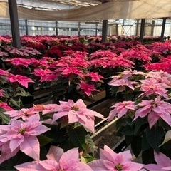 クリスマスのプレゼントにどうですか？の画像