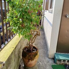 植木、鉢の画像