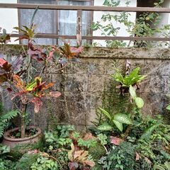 植木、鉢の画像