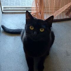 家に入りたがるクロネコさん