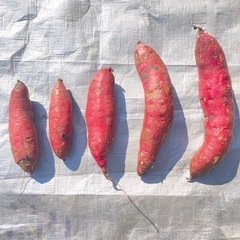さつまいも　1本〜3本