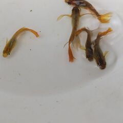 【メダカ　金色黒鳥】5匹＋αおまけ