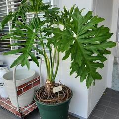 大型観葉植物