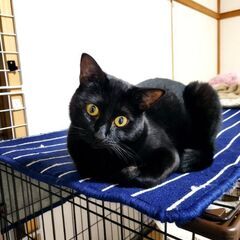 繊細で恐がりだけど甘えん坊　里親様決定 − 長野県