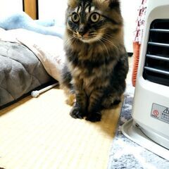 １歳のキジトラ長毛   里親様決定 − 長野県