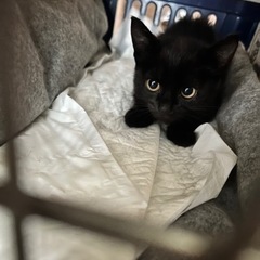 (お話中)生後2ヶ月黒猫ちゃん🐾里親様募集🐾