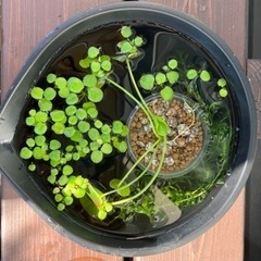 ❣️水草セット　３種類❣️