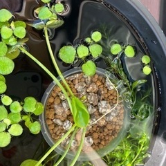 ❣️水草セット　３種類❣️の画像