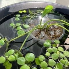 ❣️水草セット　３種類❣️の画像