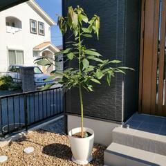 観葉植物　アボカド　200センチ