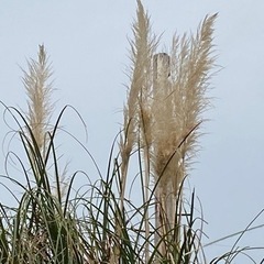 パンパスグラスの画像