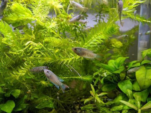 【交渉中】パラダイスフィッシュ（タイワンキンギョ）　幼魚