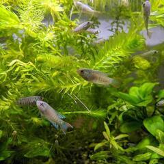 【交渉中】パラダイスフィッシュ（タイワンキンギョ）　幼魚