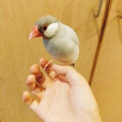 シルバー文鳥見かけませんでしたか
