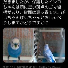 埼玉でセキセイインコぴいちゃん？保護された方がいます