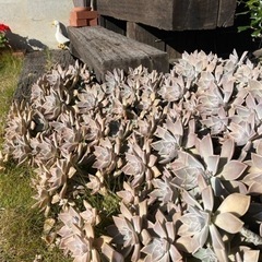 多肉植物　の画像