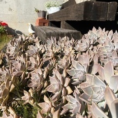多肉植物　の画像