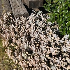 多肉植物　の画像
