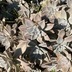 ランキングキーワードに紐づく投稿画像-多肉植物