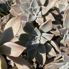 多肉植物　の画像