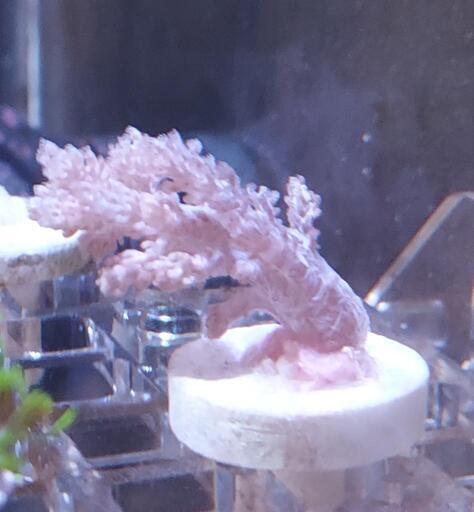 チヂミトサカ　フラグサンゴ