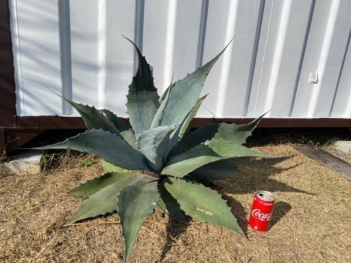 多肉植物　アガベ　特大