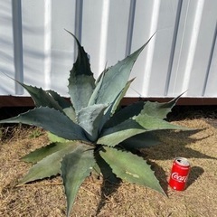多肉植物　アガベ　特大