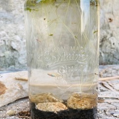  MIXメダカ　3匹　 浮草＆ソイル　容器セット　1リットルの画像