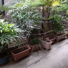 植木　植木鉢