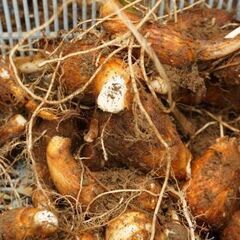 市価の半額❕‼️　里芋無農薬掘りたての画像