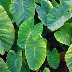 市価の半額❕‼️　里芋無農薬掘りたての画像