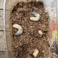 カブトムシの幼虫をお譲りします