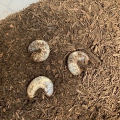 カブトムシの幼虫（決まりました）