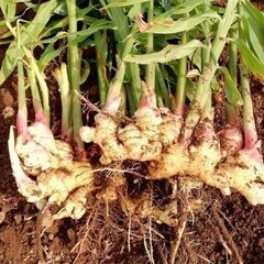 市価の半額❕‼️　ショウガ泥付き、洗い　近江ショウガ、谷中ショウガ　売り切り販売の画像