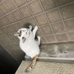 6ヶ月〜1歳未満の仔猫です - 猫