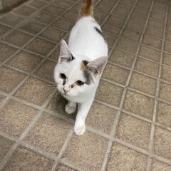 6ヶ月〜1歳未満の仔猫です − 千葉県