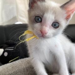 in瀬戸市☆子猫大集合の臨時譲渡会2022年11月26日（土）～...