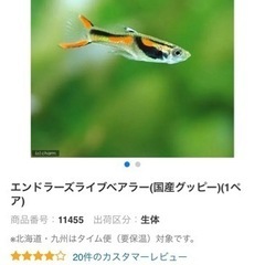 初心者におすすめ！グッピー販売します！！！