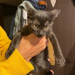 3匹の兄弟　2ヶ月半