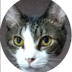 猫を飼っている お独り様
