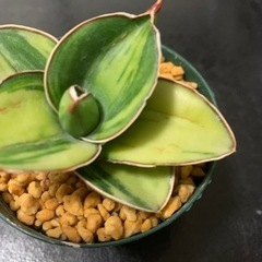 サンスベリア サムライドワーフ斑入りの画像