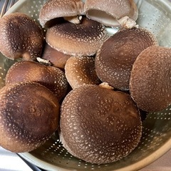 決まりました！採れたてしいたけ　☆１キロ限り☆
