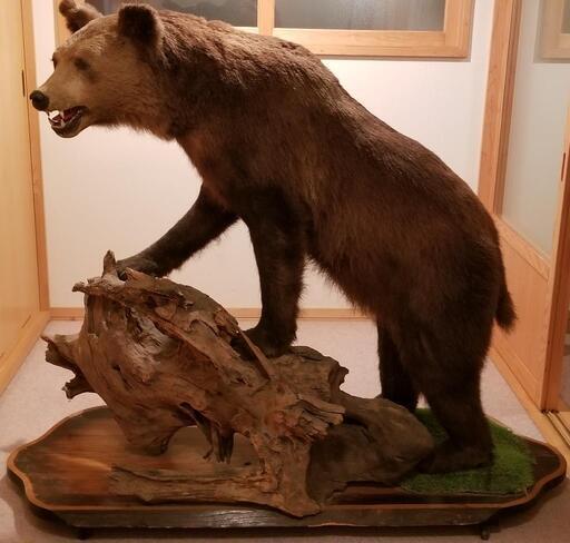 国産ヒグマ剥製 (こう) 中の島のその他の中古あげます・譲ります