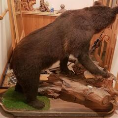 クマの剥製 中山 国産ヒグマ剥製 (こう) 中の島のその他の中古あげます・譲ります