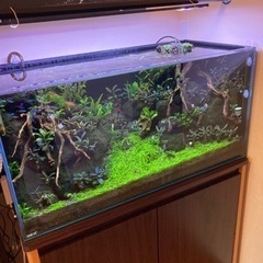 お買い得　アクアリウム　流木　レイアウトの画像